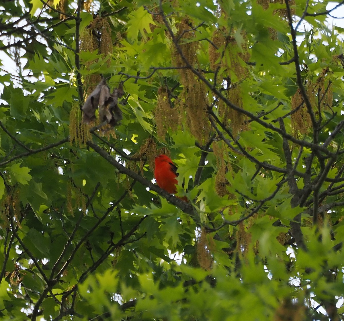 Scarlet Tanager - ML618454317