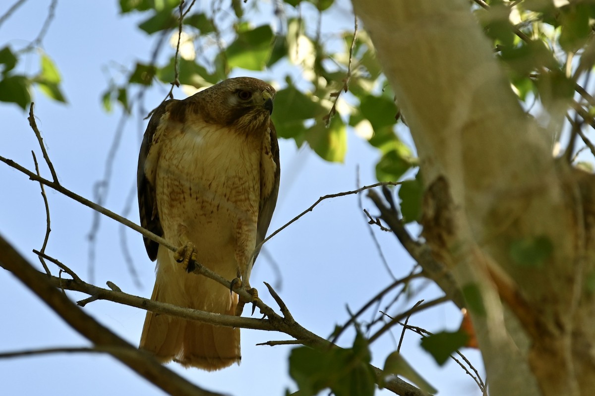 Red-tailed Hawk - ML618454336