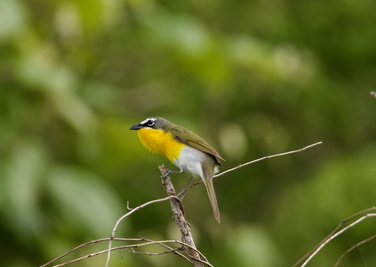 Yellow-breasted Chat - ML618454339