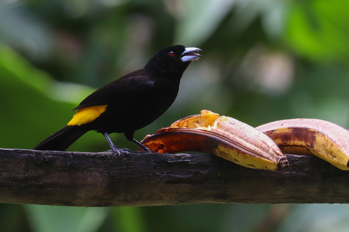 Flame-rumped Tanager (Lemon-rumped) - ML618454341