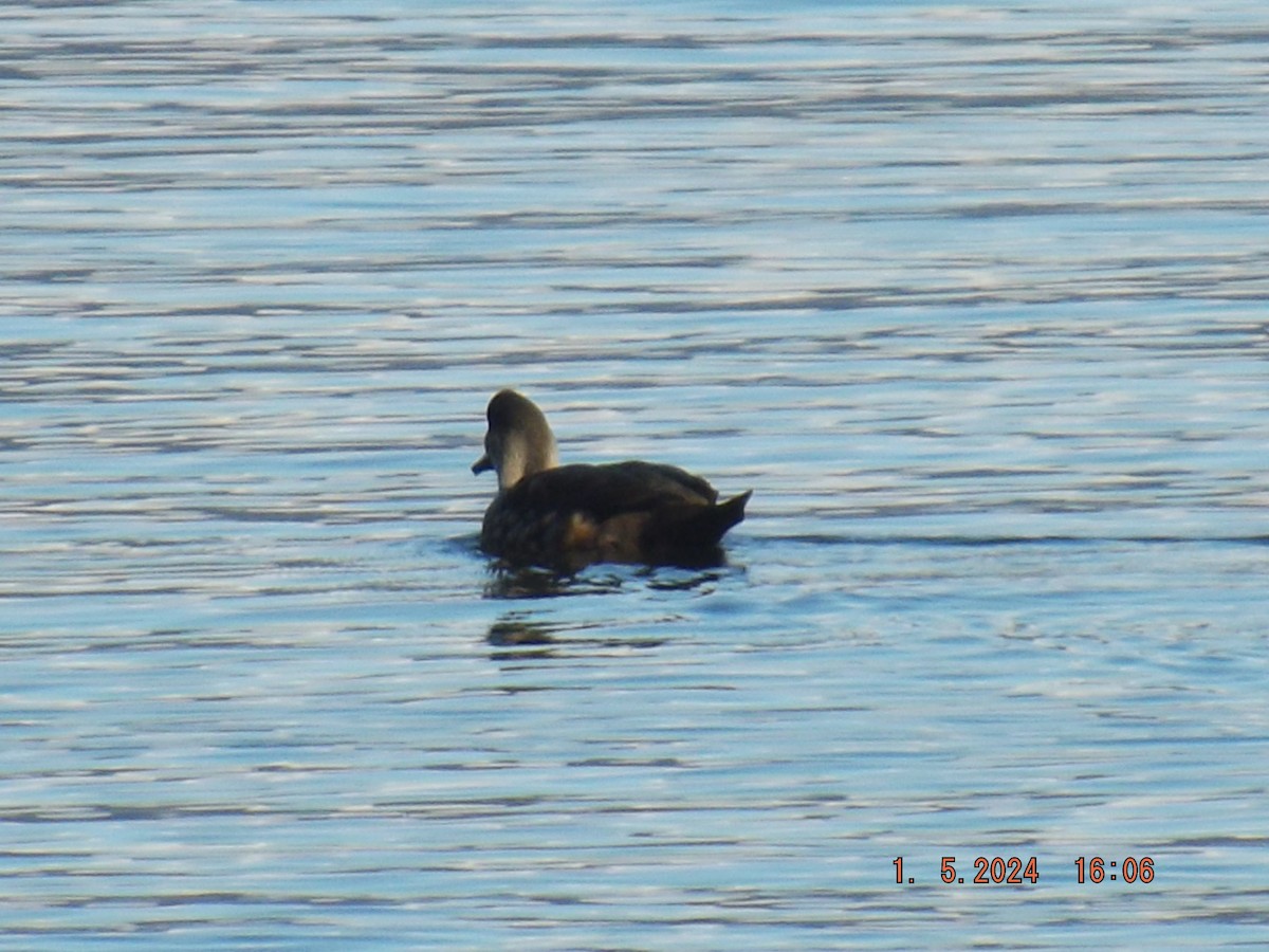 Crested Duck - ML618454344
