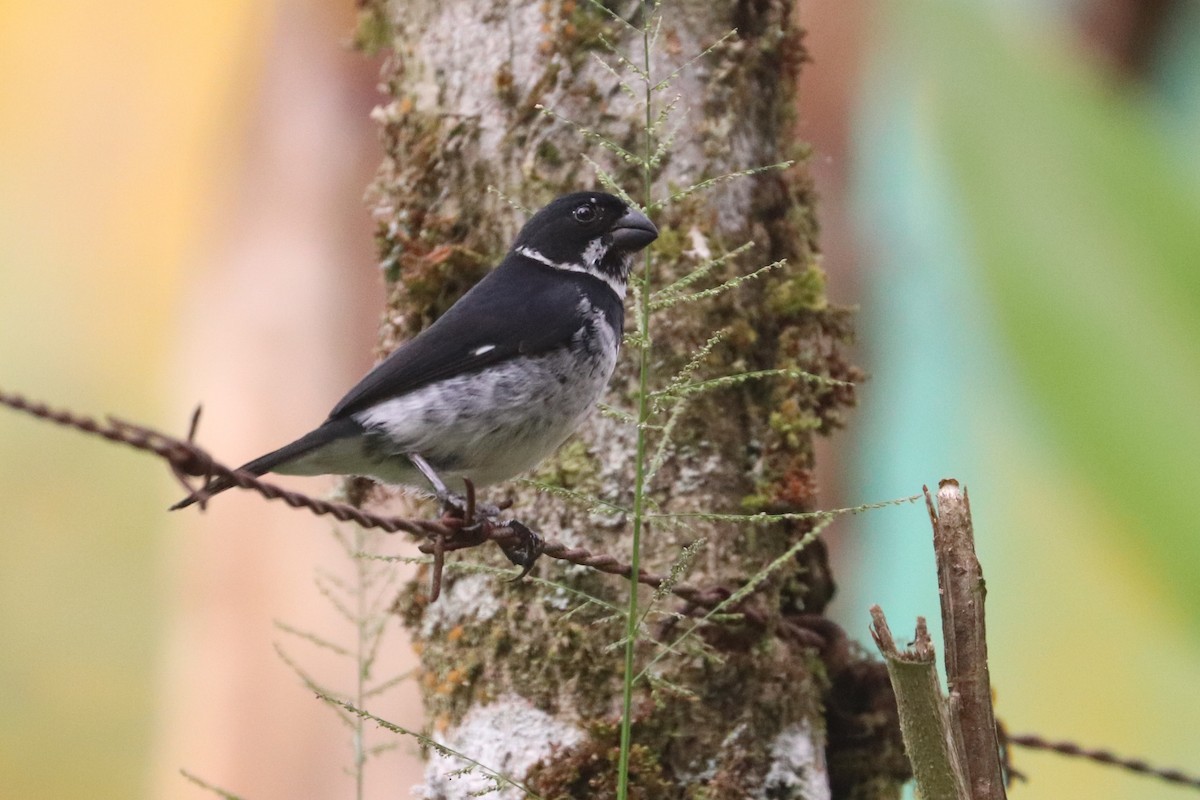 Variable Seedeater (Variable) - ML618454388