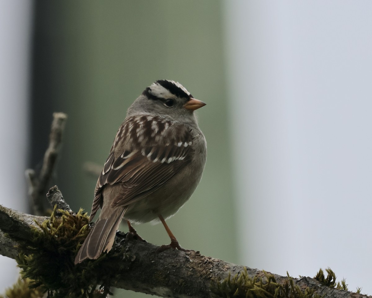 White-crowned Sparrow - ML618454439