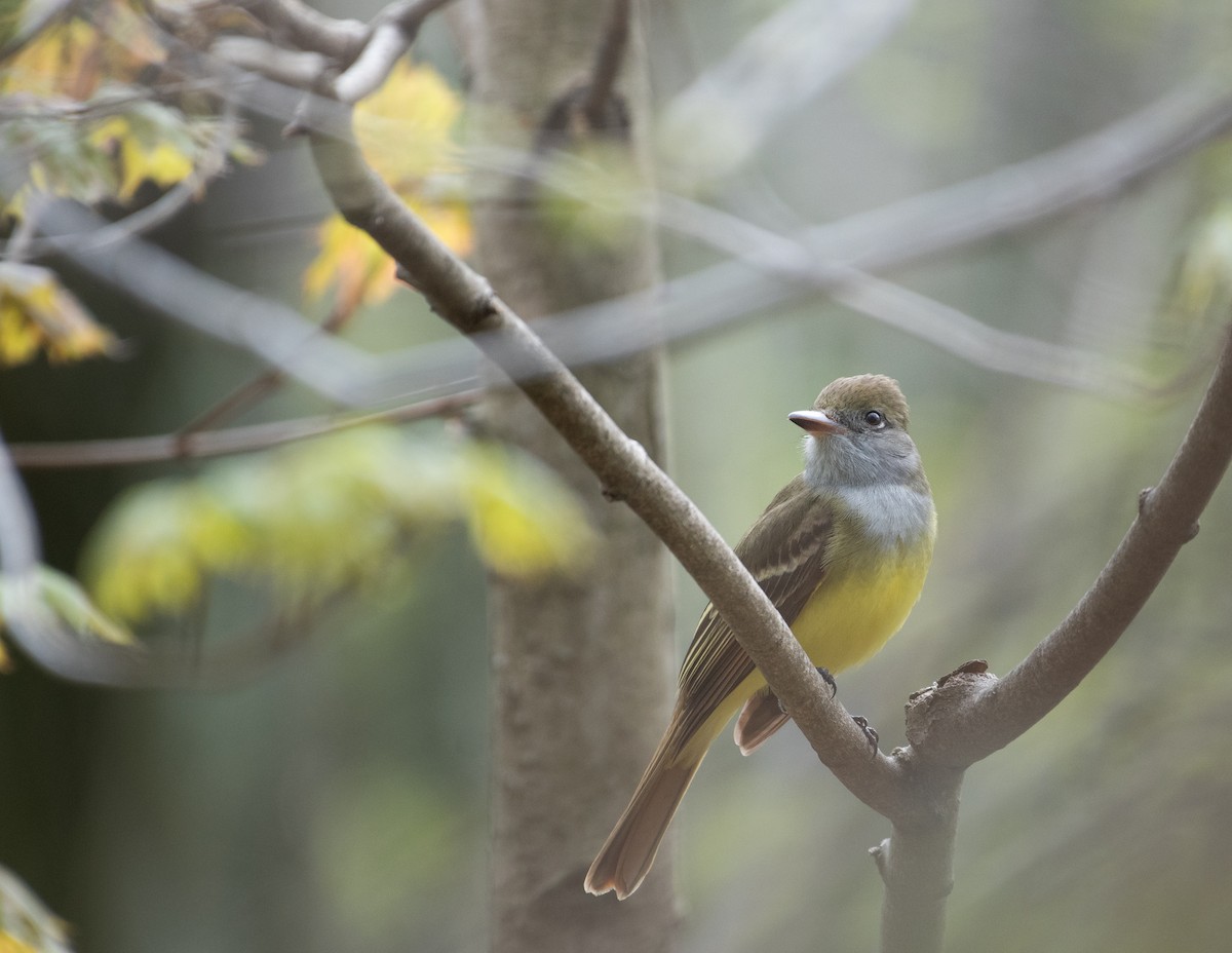 Great Crested Flycatcher - ML618454453