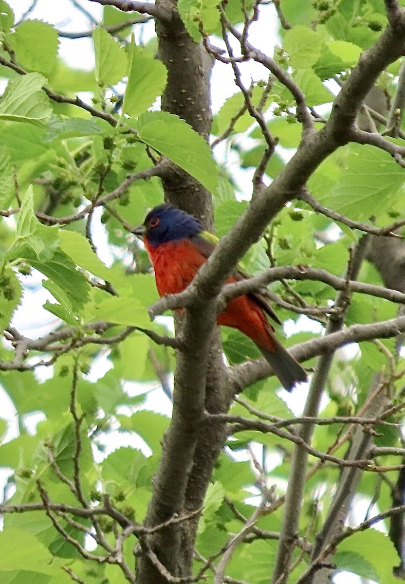 Painted Bunting - ML618454474