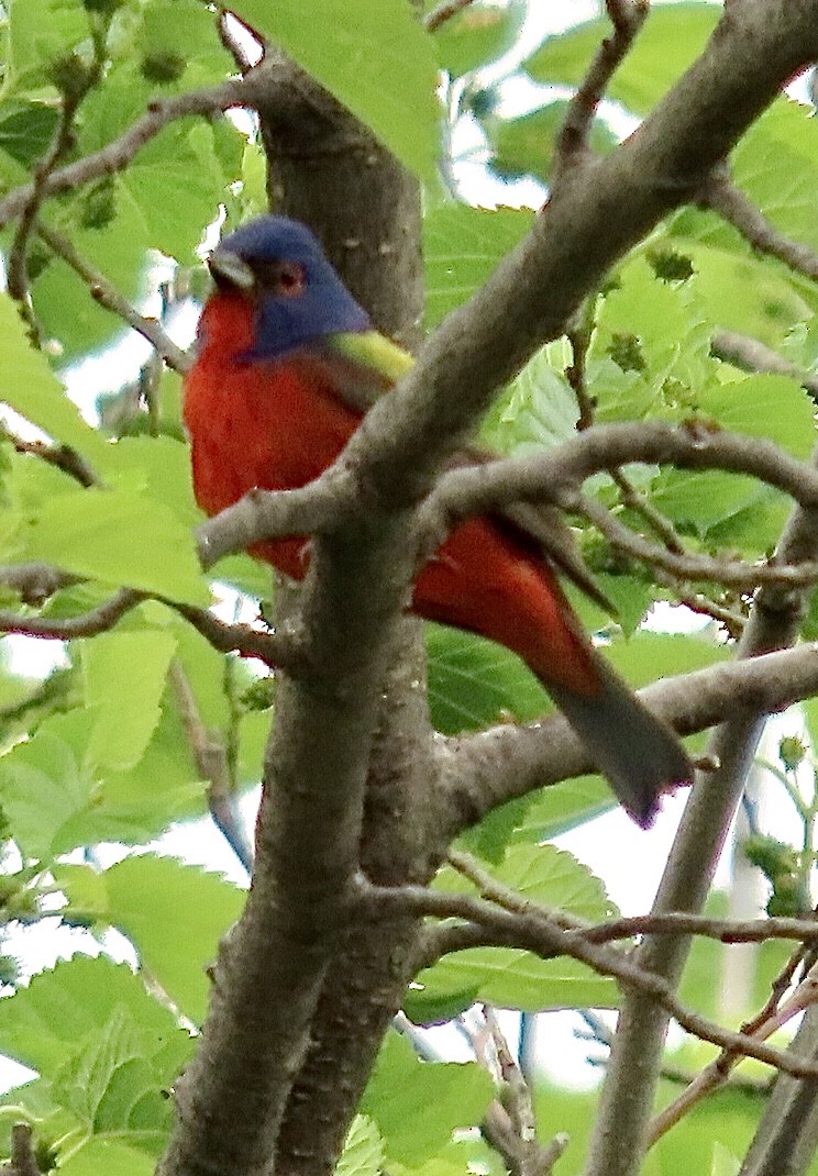 Painted Bunting - ML618454475