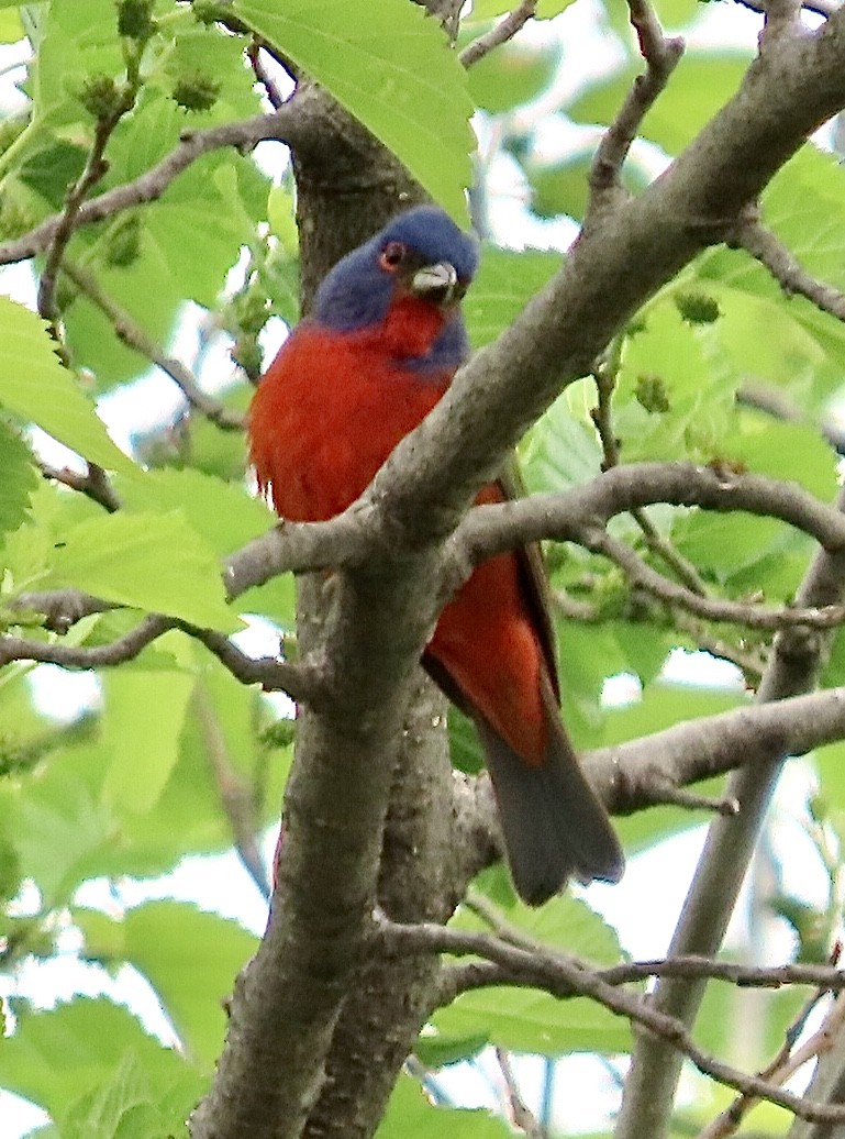 Painted Bunting - ML618454476