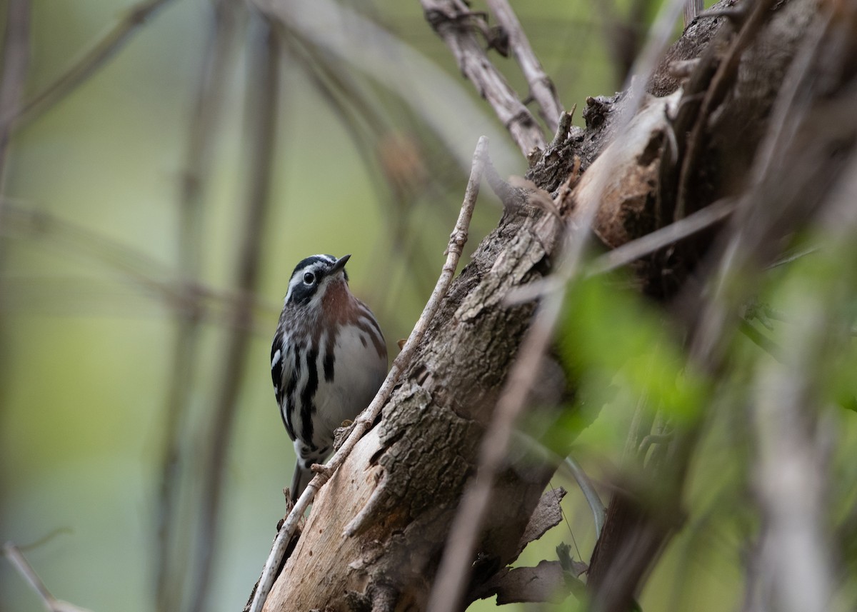 Black-and-white Warbler - ML618454477