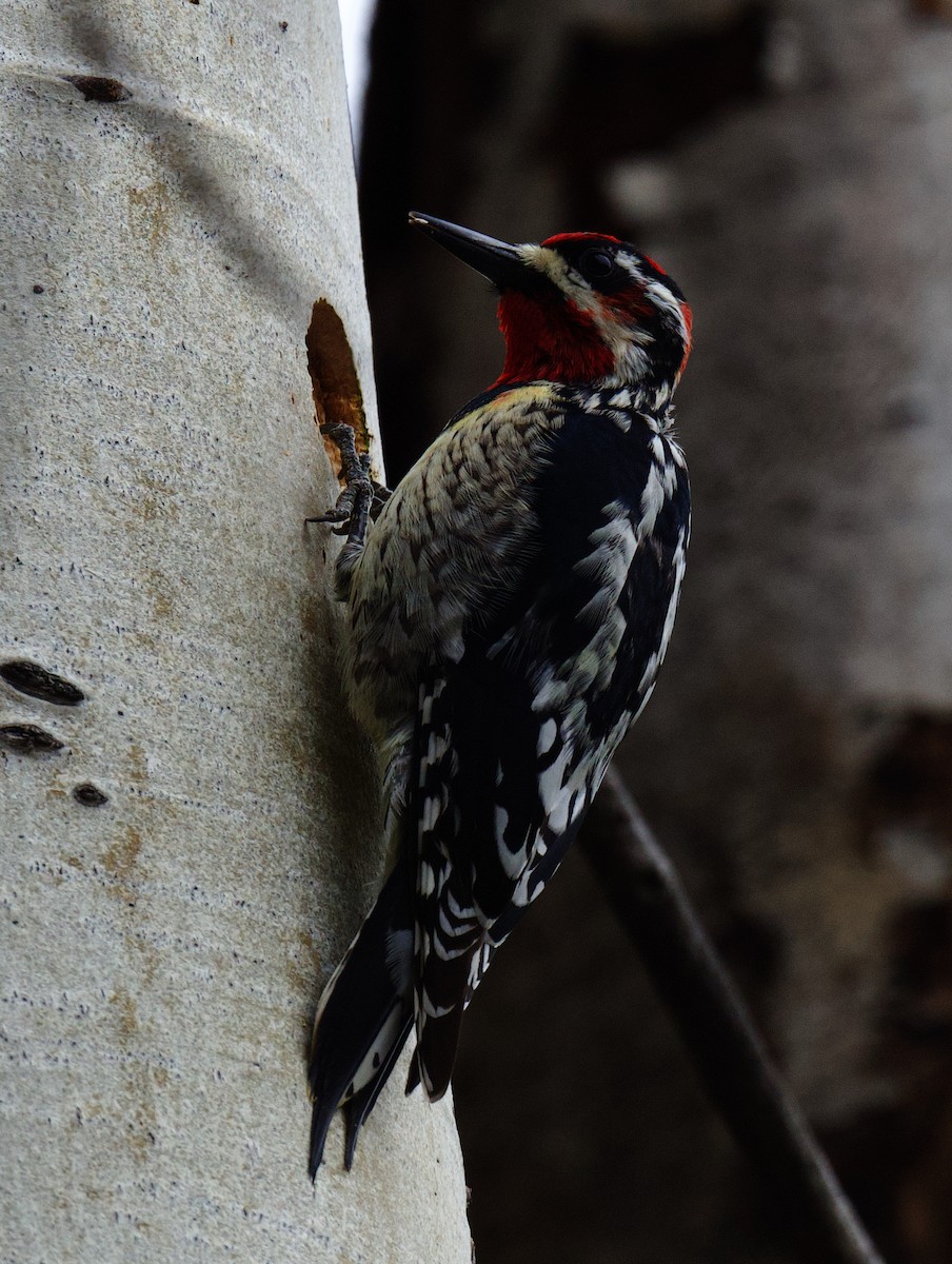 Red-naped x Red-breasted Sapsucker (hybrid) - ML618454481