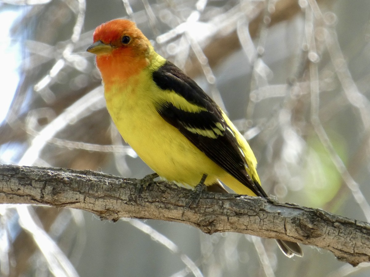 Western Tanager - ML618454489