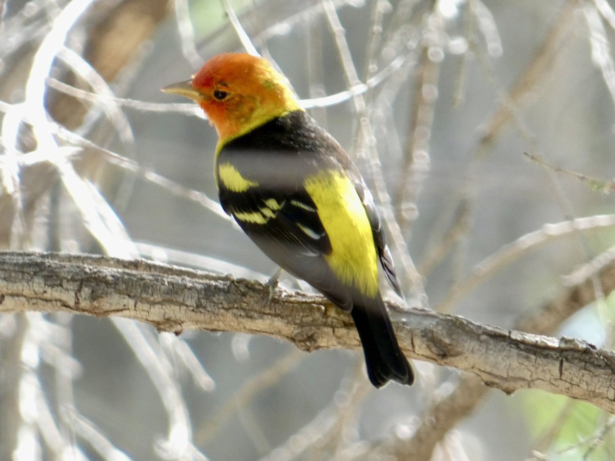 Western Tanager - ML618454490