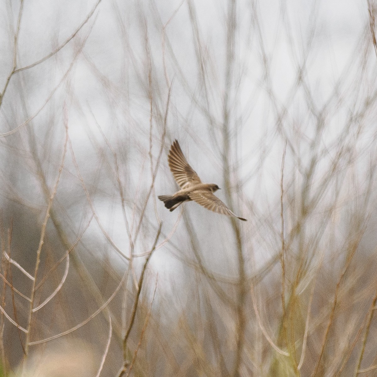 Northern Rough-winged Swallow - ML618454496