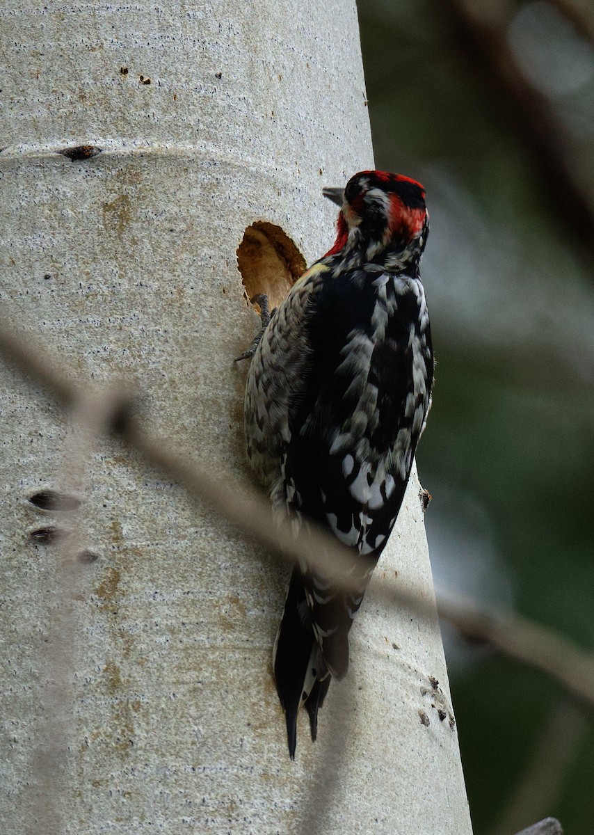 Red-naped x Red-breasted Sapsucker (hybrid) - ML618454498