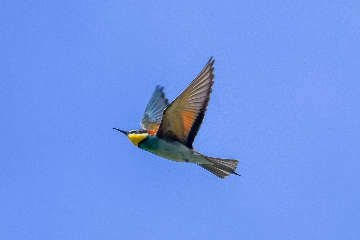 European Bee-eater - ML618454529