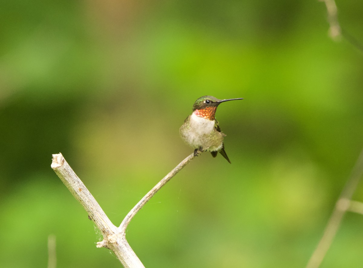 Ruby-throated Hummingbird - ML618454541