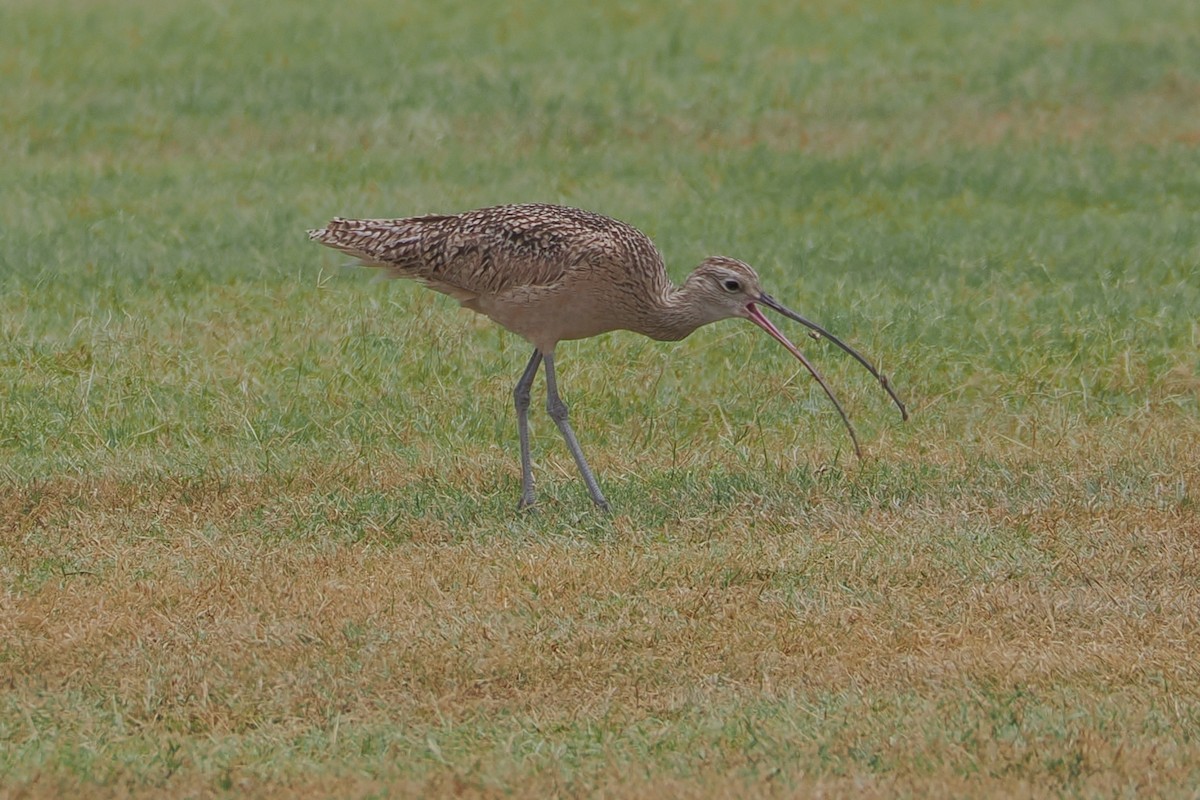Long-billed Curlew - ML618454546