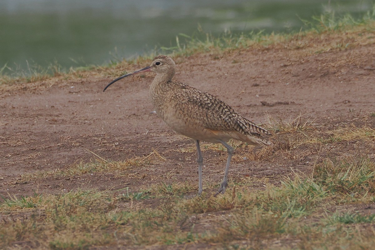 Long-billed Curlew - ML618454548
