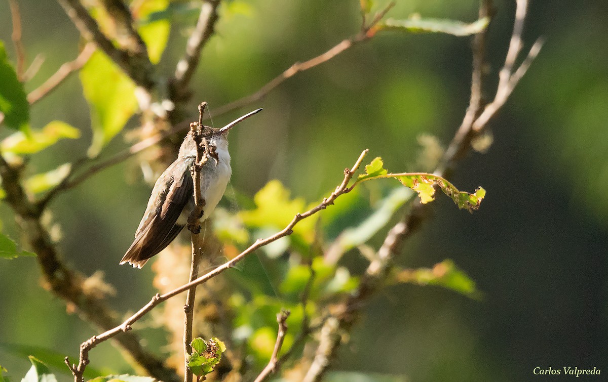 White-bellied Hummingbird - ML618454556