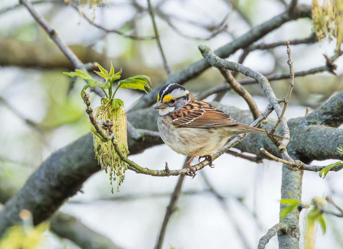 White-throated Sparrow - ML618454579