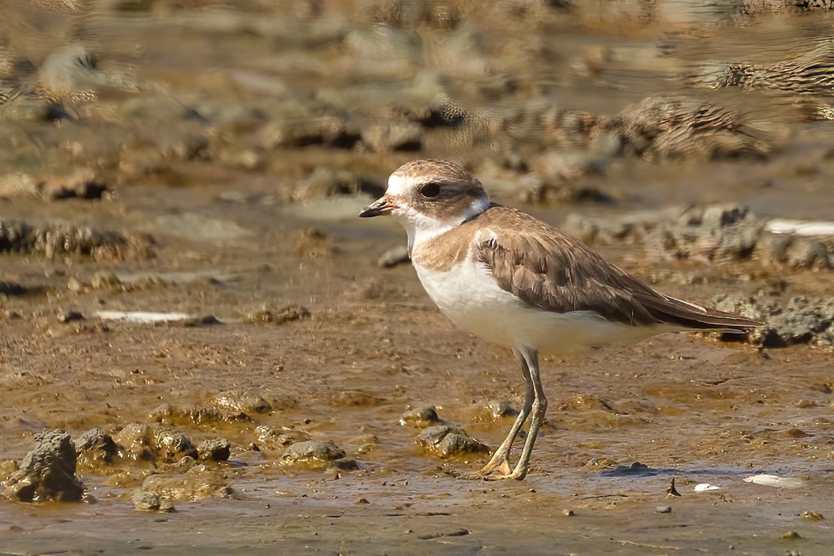 Semipalmated Plover - ML618454640