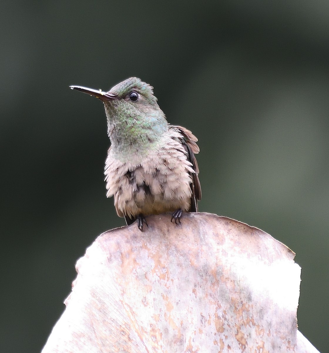 Scaly-breasted Hummingbird - ML618454666