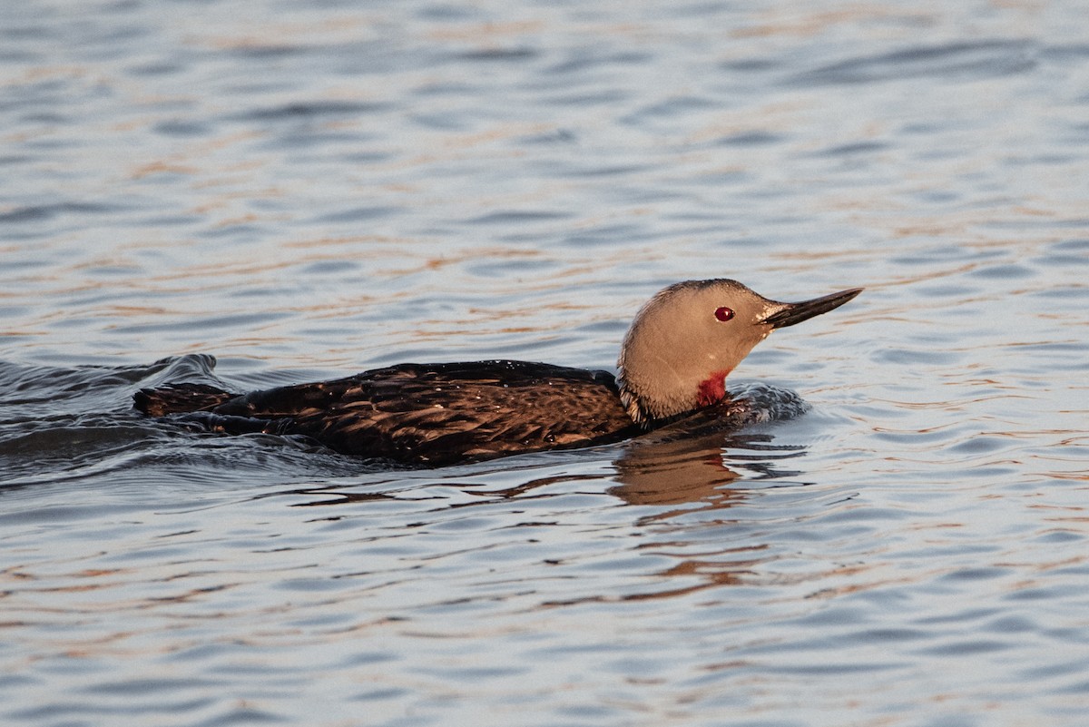 Red-throated Loon - ML618454674