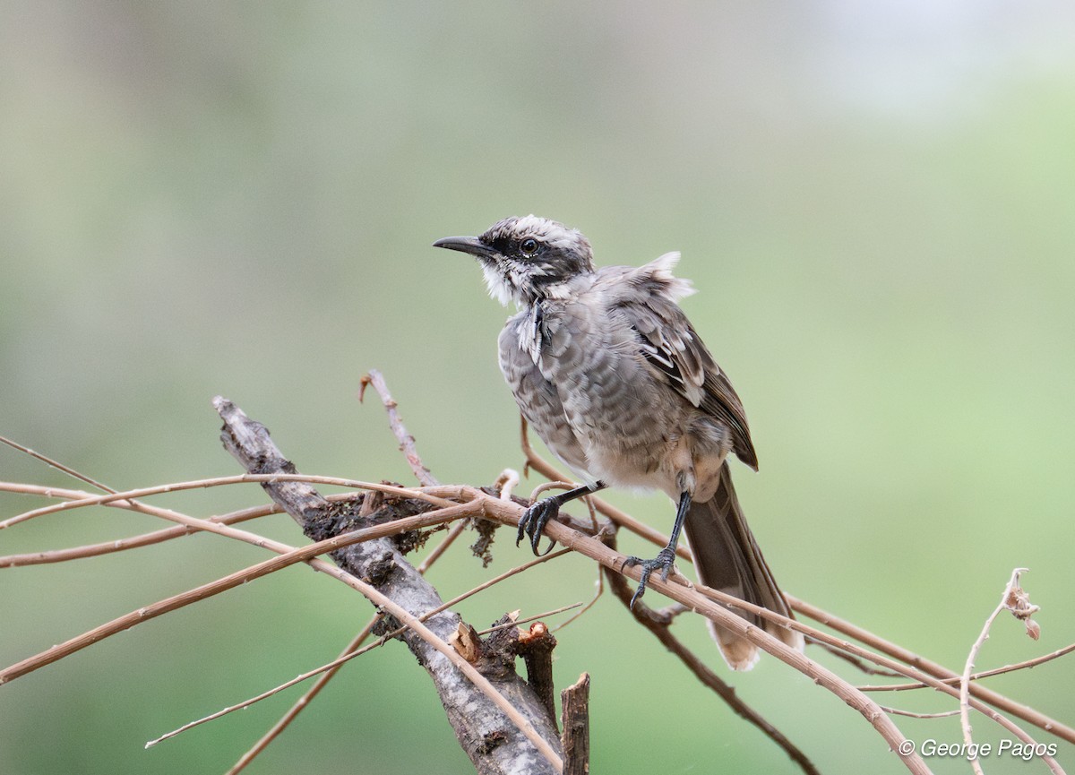 Long-tailed Mockingbird - ML618454714