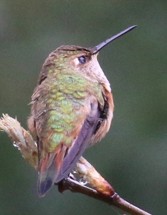 Rufous Hummingbird - ML618454715