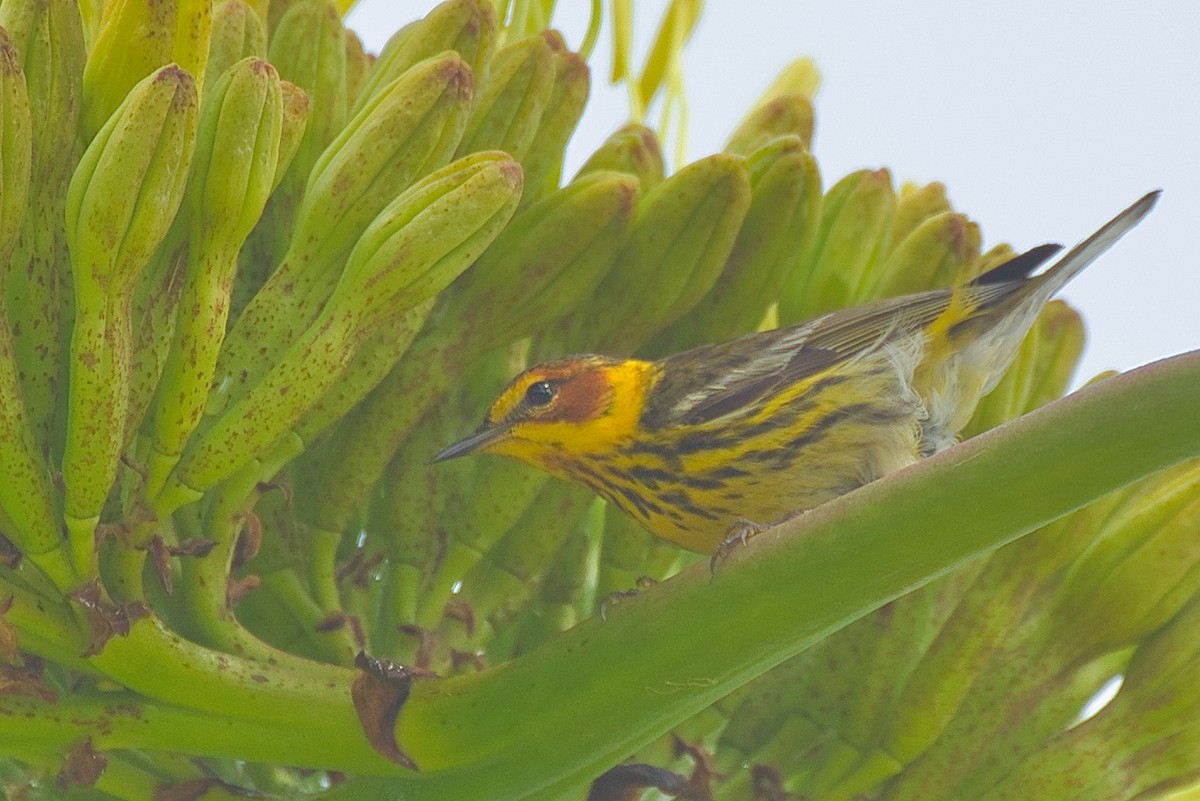 Cape May Warbler - ML618454717