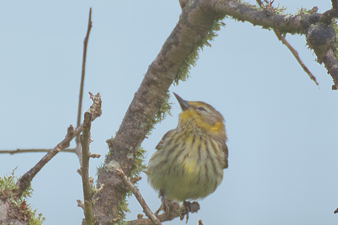 Cape May Warbler - Donald Fullmer