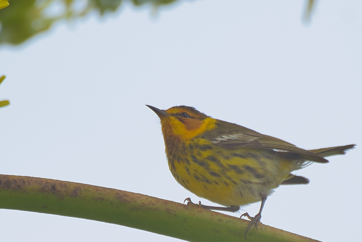 Cape May Warbler - ML618454727