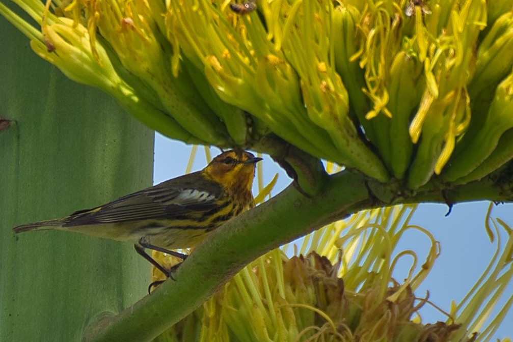 Cape May Warbler - ML618454753