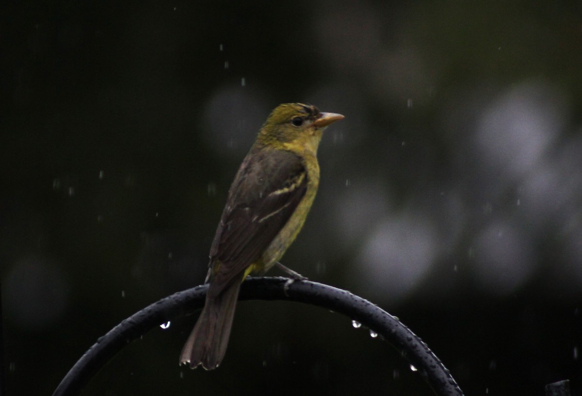 Western Tanager - ML618454757