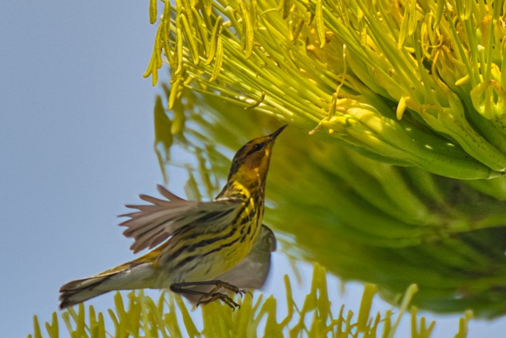 Cape May Warbler - ML618454762