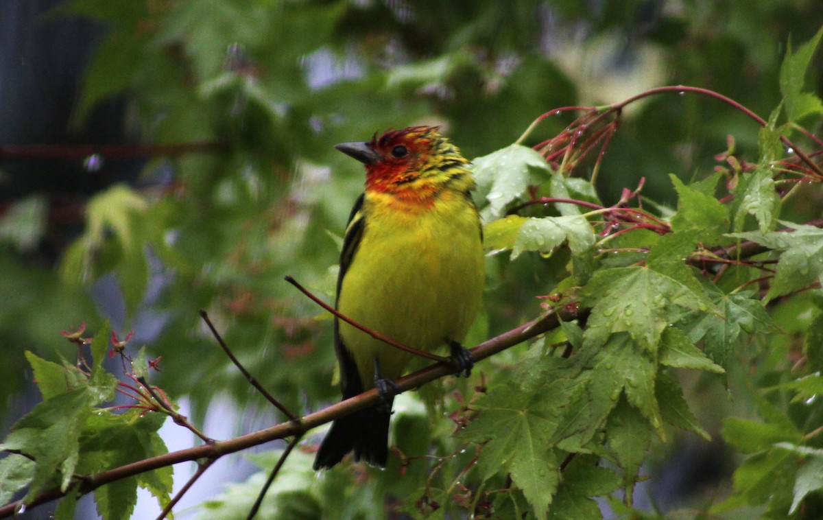 Western Tanager - ML618454764