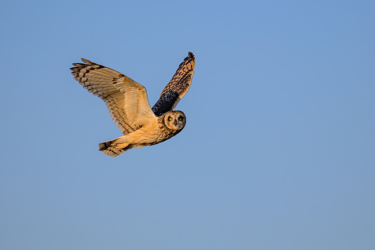 Short-eared Owl - ML618454785