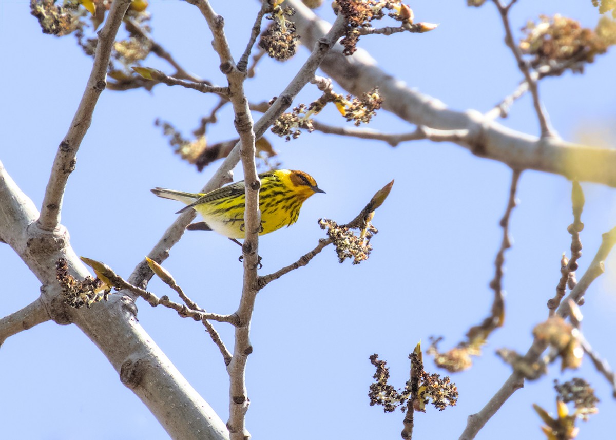 Cape May Warbler - ML618454799