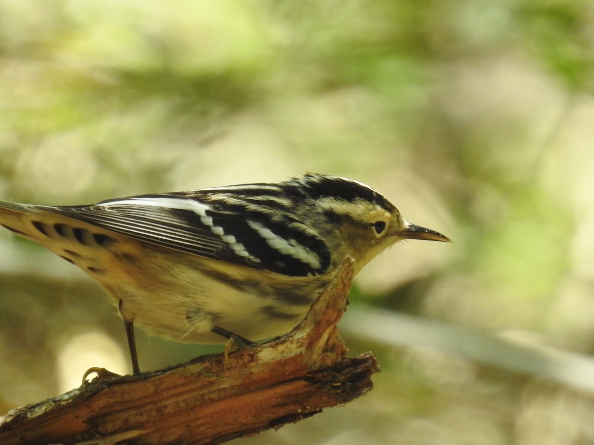 Black-and-white Warbler - ML618454816