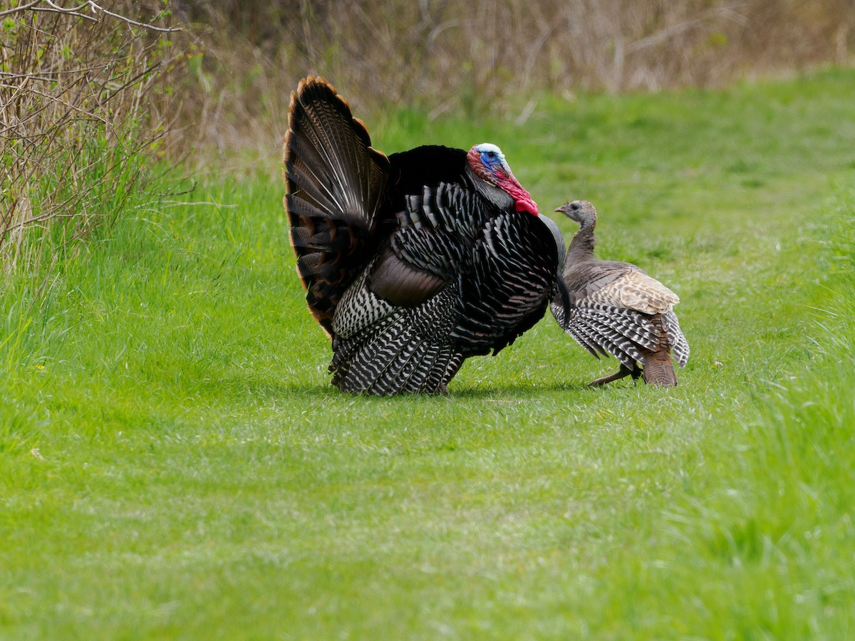 Wild Turkey - Steve Solnick