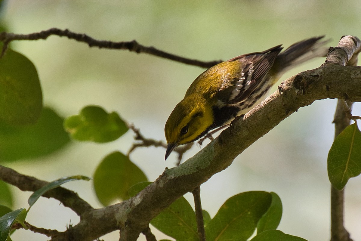 Black-throated Green Warbler - Donald Fullmer