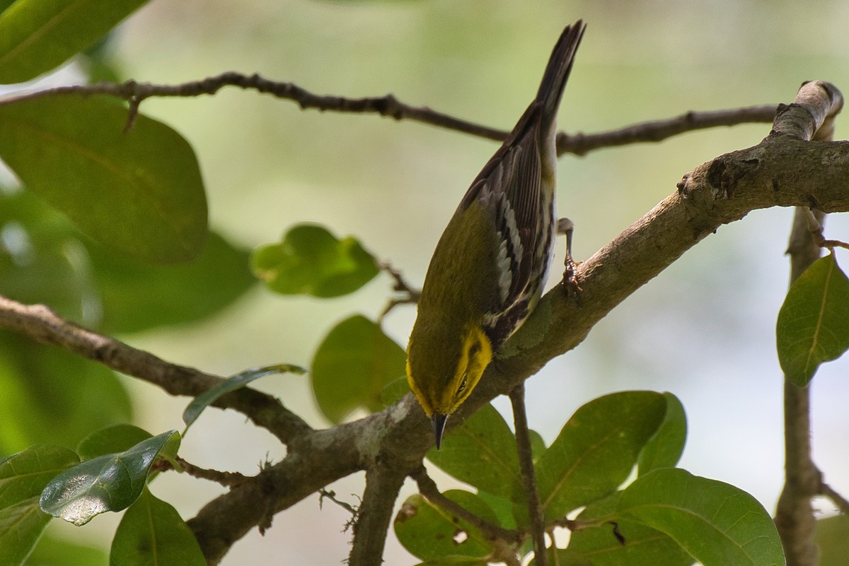 Black-throated Green Warbler - ML618454878