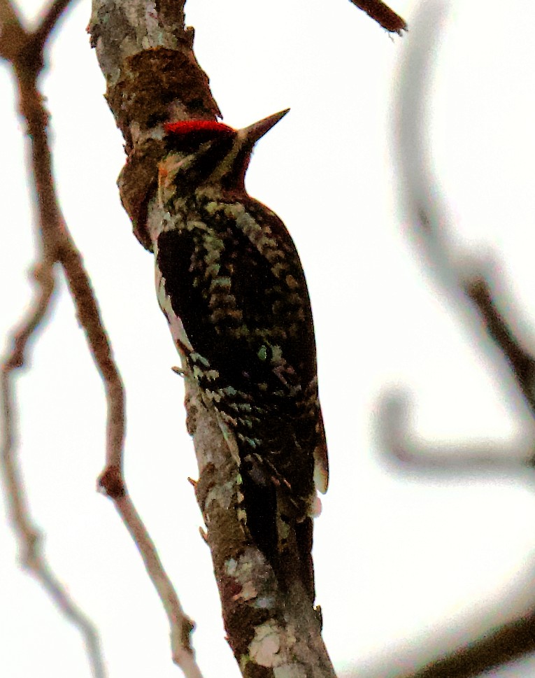 Red-naped x Red-breasted Sapsucker (hybrid) - ML618454912