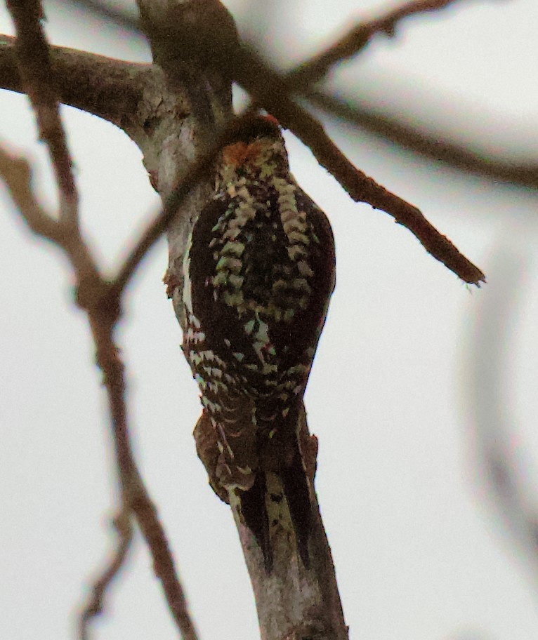 Red-naped x Red-breasted Sapsucker (hybrid) - ML618454936