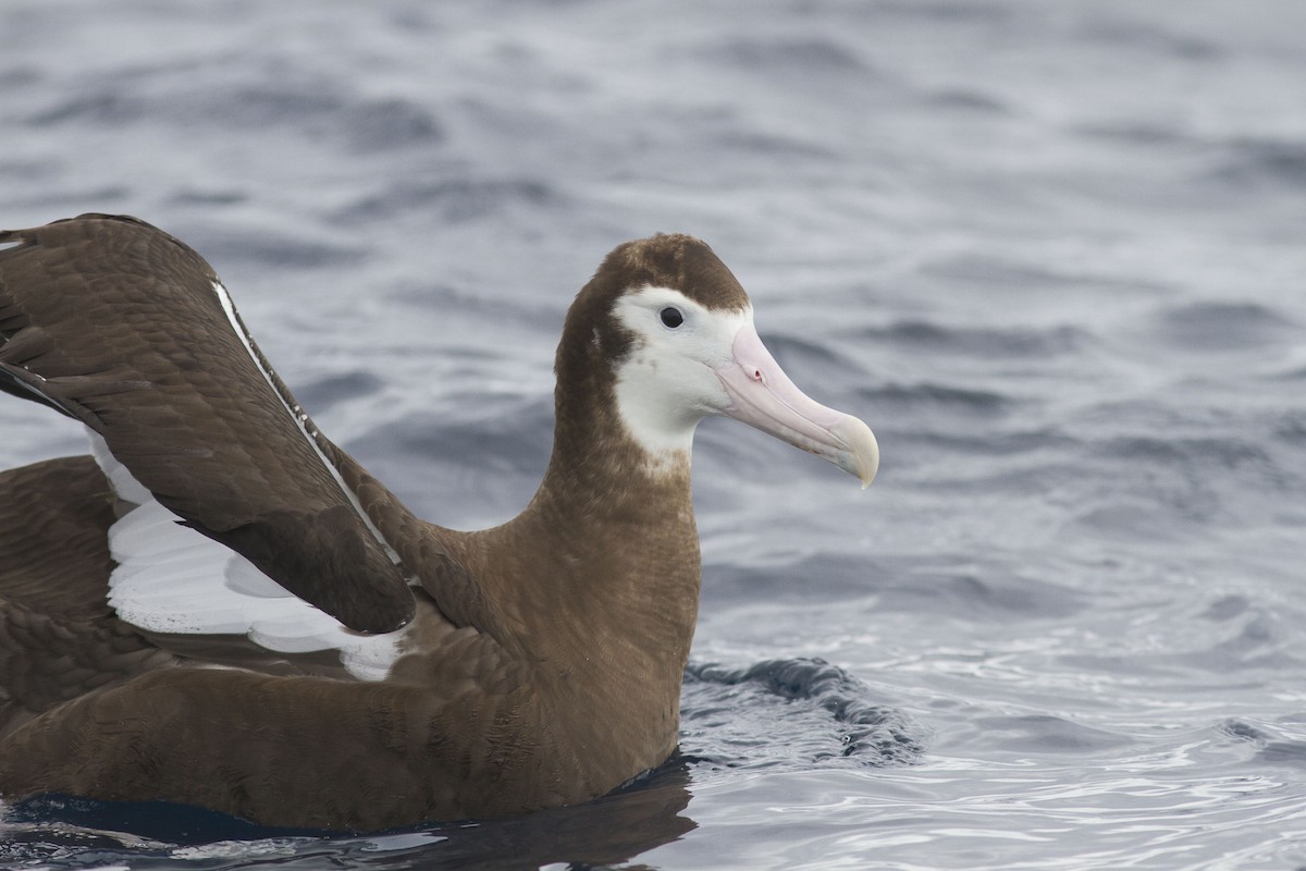 Antipodean Albatross (New Zealand) - ML618454937