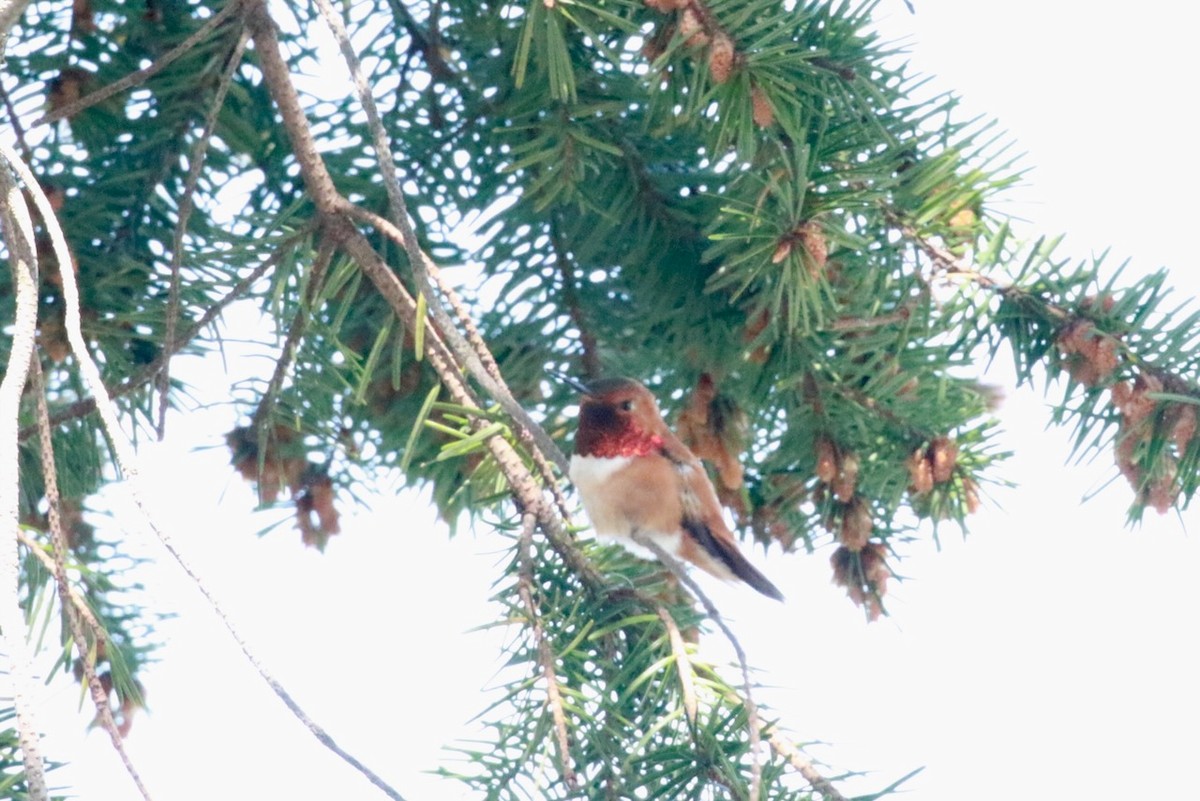 Rufous Hummingbird - ML618454945