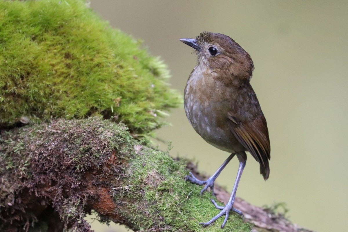 Brown-banded Antpitta - ML618454956