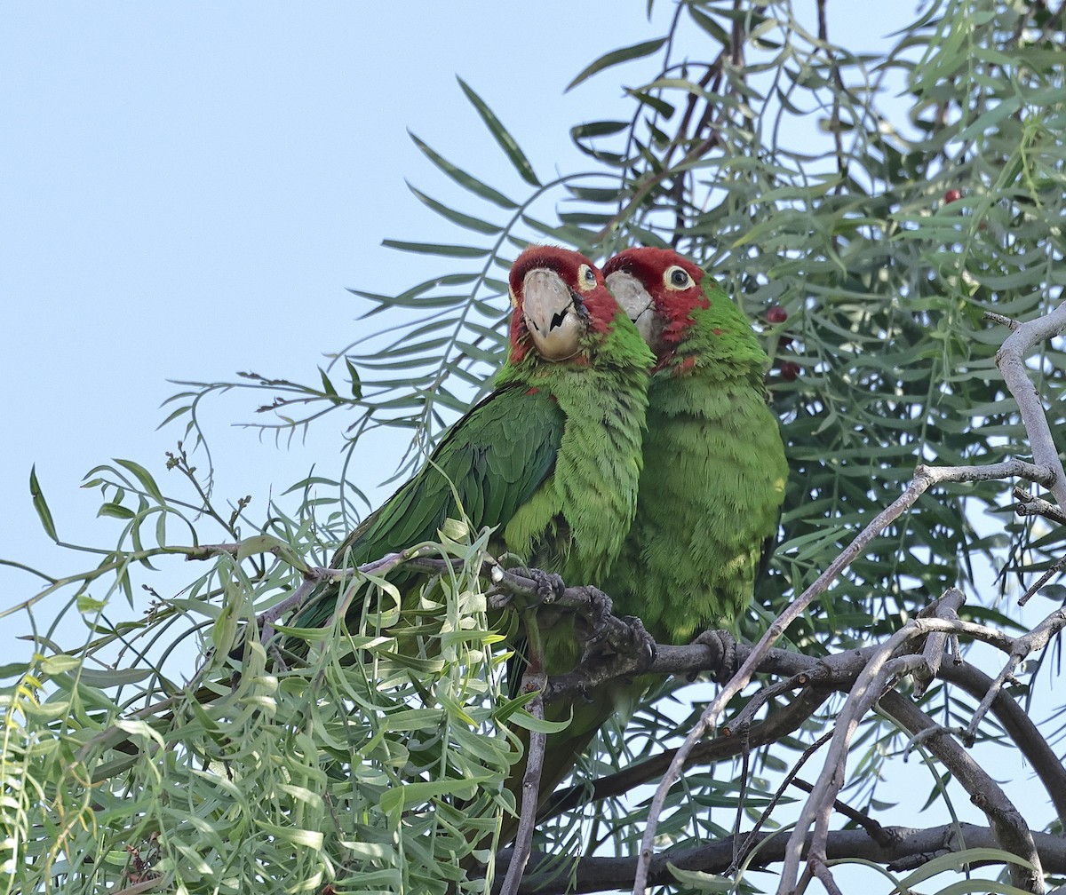 Red-masked Parakeet - Albert Linkowski
