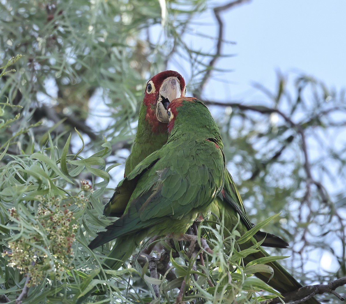 Red-masked Parakeet - ML618455004