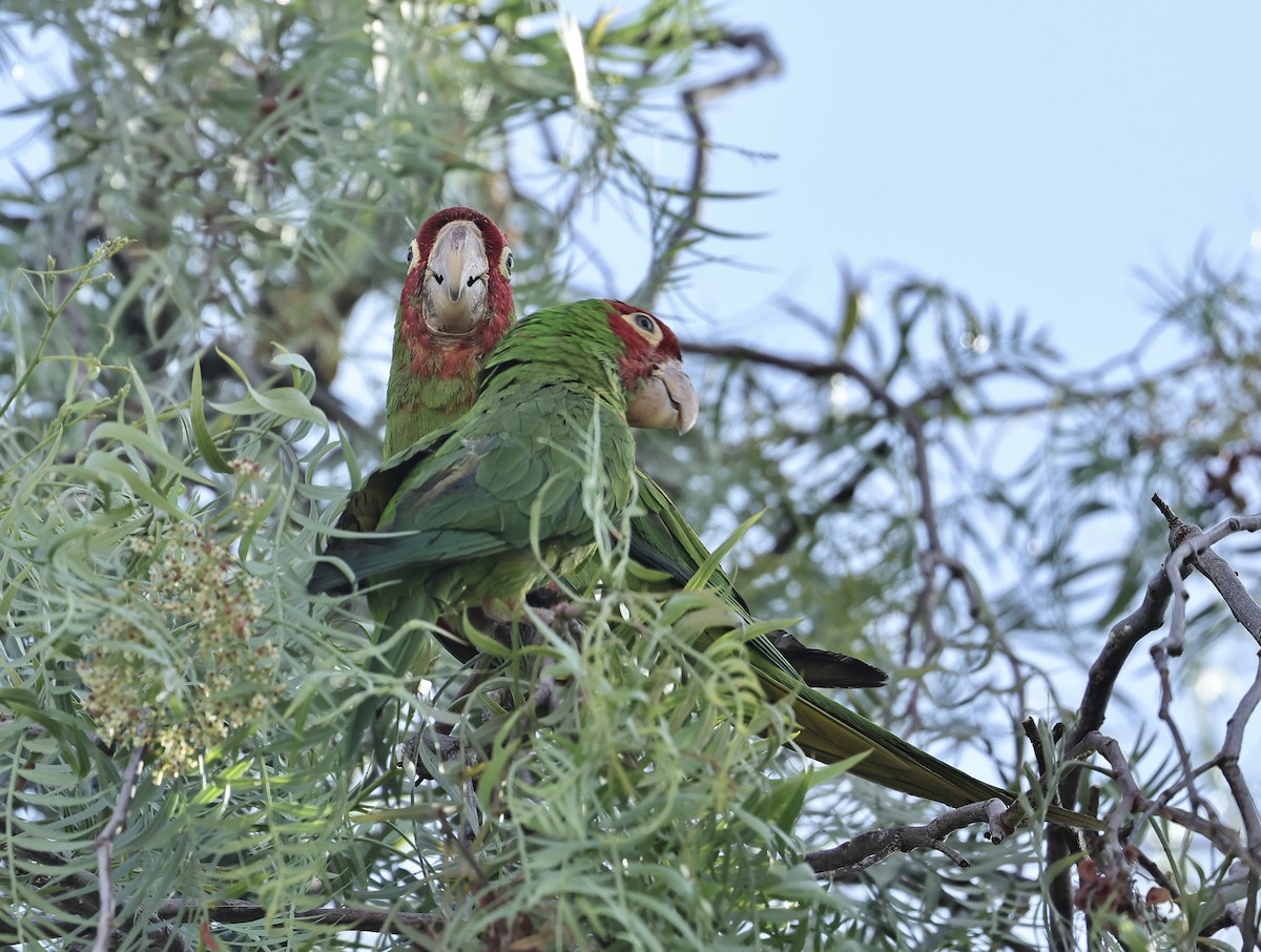 Red-masked Parakeet - ML618455026