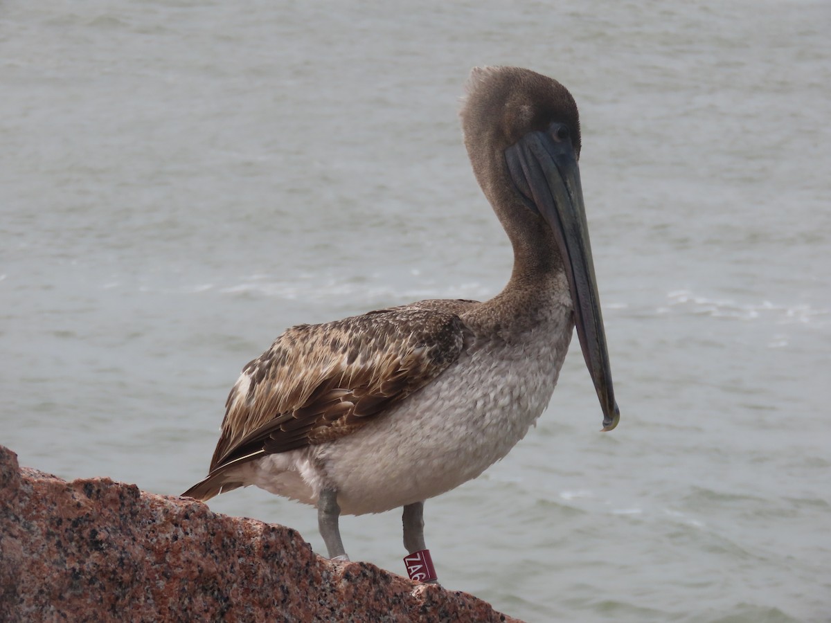 pelikán hnědý - ML618455045